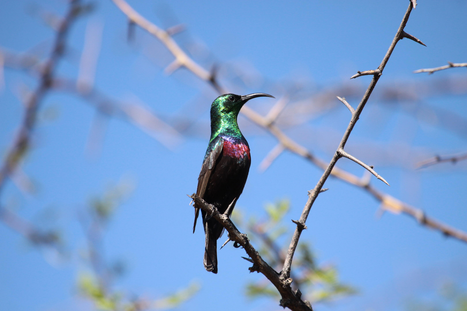 Okonjima Plains Camp Okonjima Plains Camp: Marico Sunbird