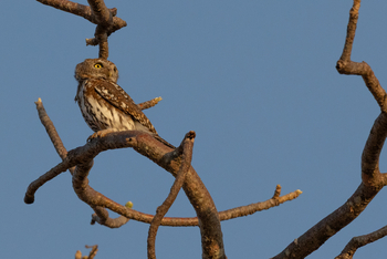 Olkeri Camp: Pearl-spotted Owlet