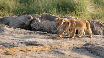 Olmara Camp: Löwengeschwister