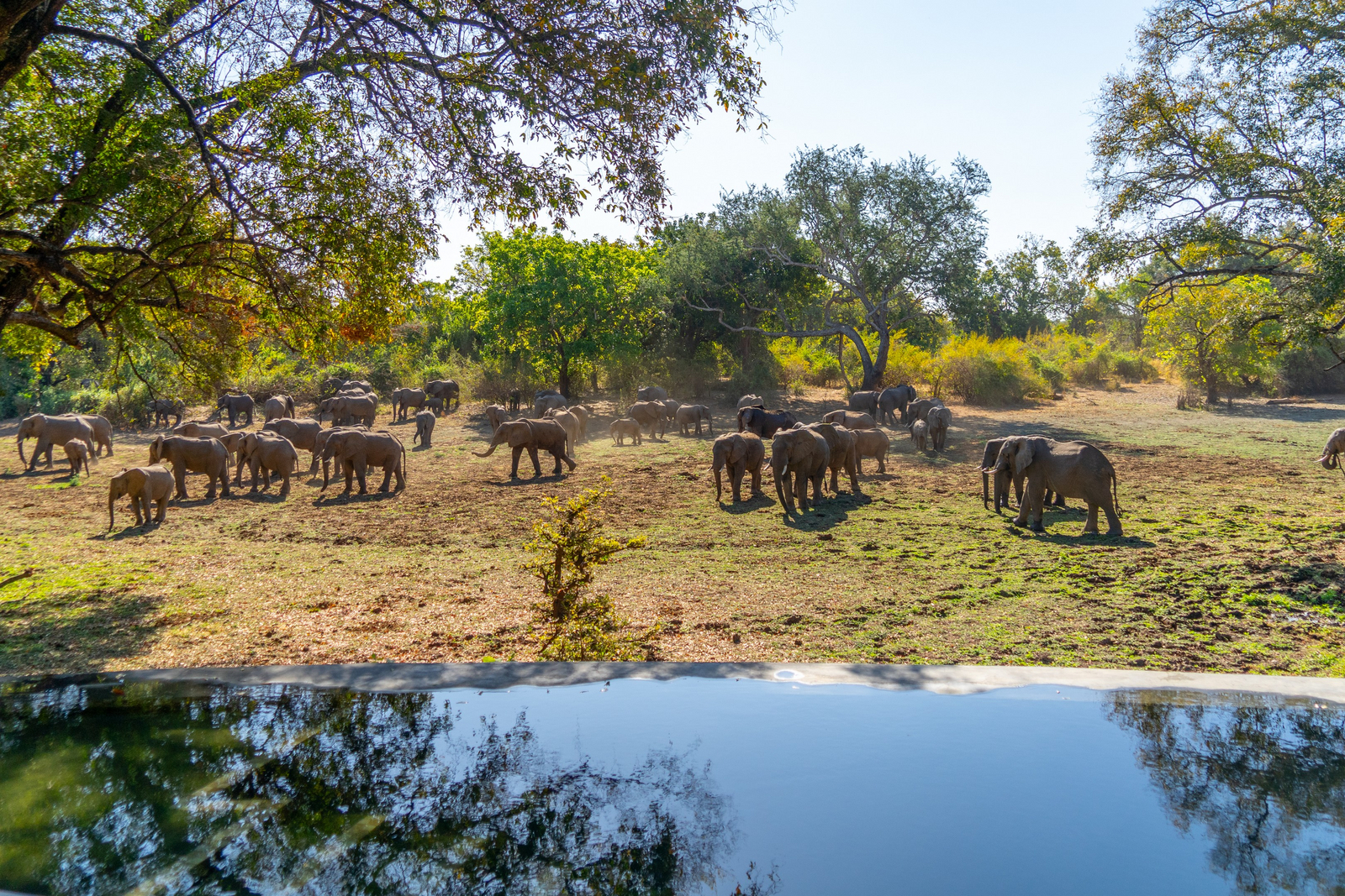 Painted Dogs Lagoon Camp Painted Dogs Lagoon Camp: Elefantenherde
