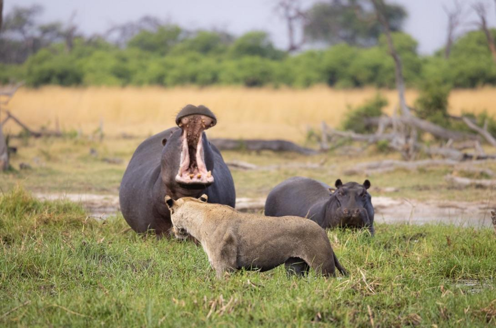 Saguni Safari Lodge Saguni Safari Lodge: Hippo und Löwin