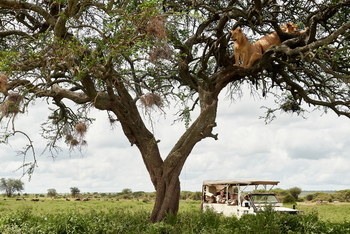 Sanctuary Kichakani Serengeti Camp Sanctuary Kichakani Serengeti Camp: Löwen im Baum