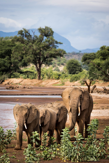 Saruni Samburu: Elefanten in der Landschaft
