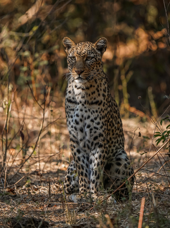 Sausage Tree Camp: Leopardenpose