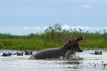 Selinda Explorers Camp Selinda Explorers Camp: Aggressives Hippo
