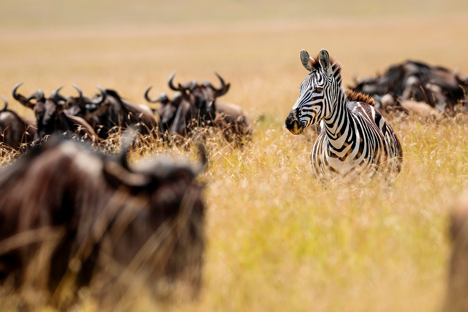 Serian Camps Serian Camps: Zebra und Gnus