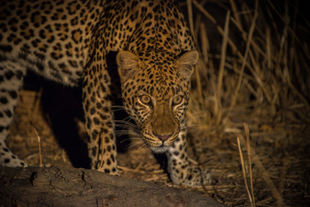Shawa Luangwa Camp: Leopard bei Nacht
