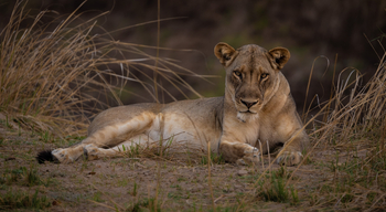 Sungani Lodge Sungani Lodge: Löwin