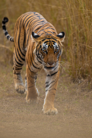 TUTC Sawai Shivir: Tige rim Gras