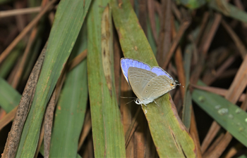 Tathastu Resort Kanha: Vergiss-mein-nicht