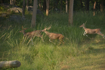 Tathastu Resort Pench: Axishirsche auf der Flucht