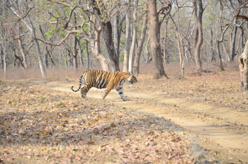 Tathastu Resort Satpura: Tiger