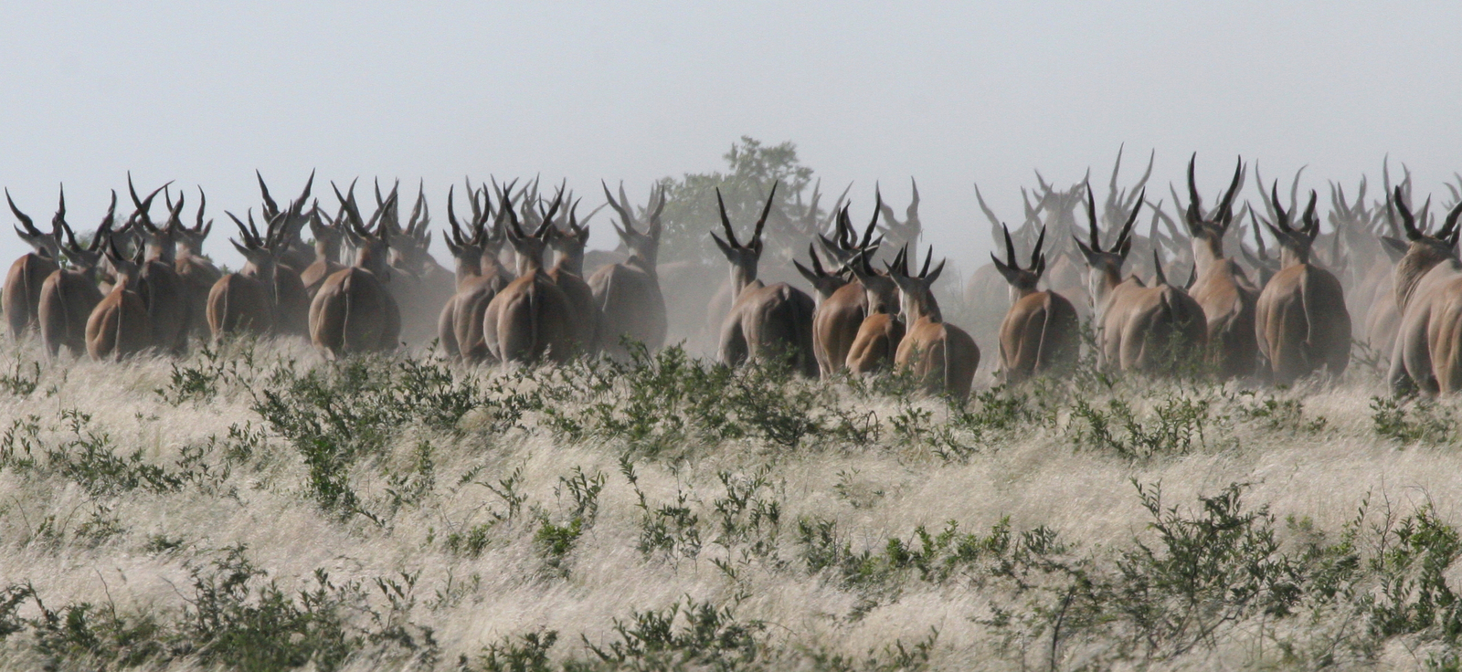 Tau Pan Camp Tau Pan Camp: Elenantilopen auf der Flucht