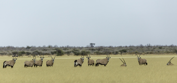 Tau Pan Camp Tau Pan Camp: Gemsbockherde