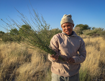 Tau Pan Camp Tau Pan Camp: Naturbesen