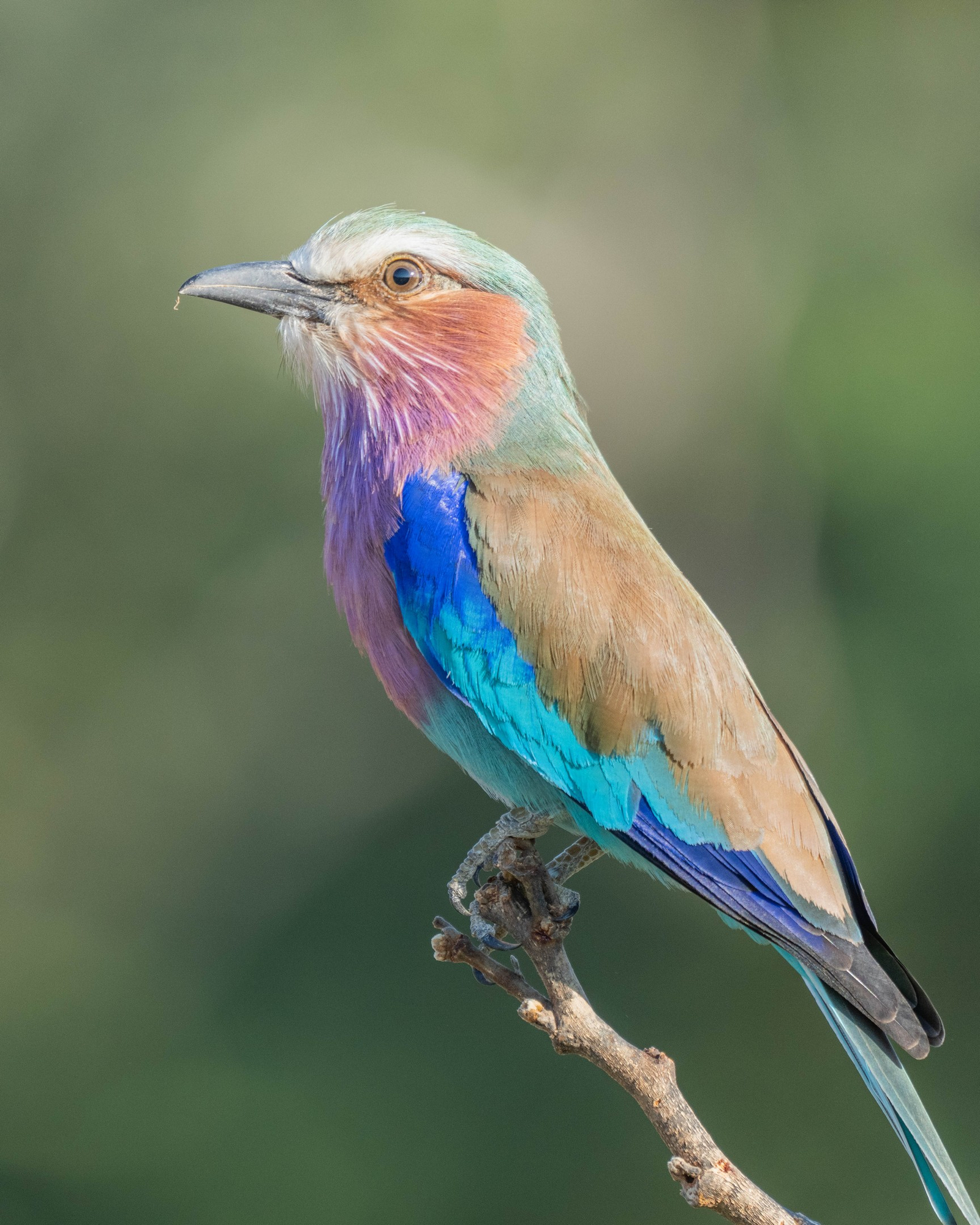 Time + Tide South Luangwa Time + Tide South Luangwa: Gabelracke