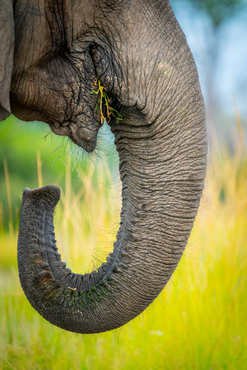 Time + Tide South Luangwa Time + Tide South Luangwa: Rüssel