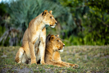 Tuludi Camp: Zwei Löwen