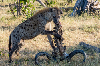Vumbura Plains Camp: Hyäne mit Speiseresten