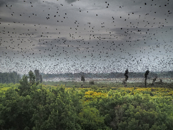 Wasa Lodge: Hunderttausende von Flughunden
