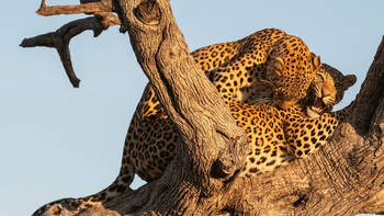 Xigera Safari Lodge Xigera Safari Lodge: Leopardenhochzeit