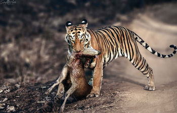 Bamboo Forest Safari Lodge: Tiger mit Sambarhirsch