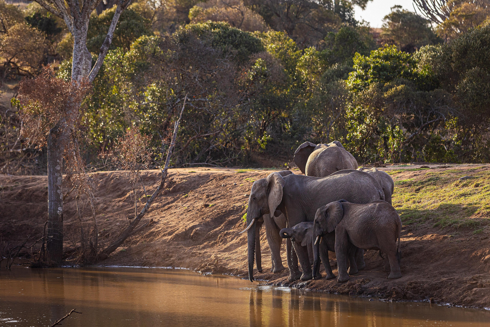 Borana Lodge Borana Lodge: Elefanten mit Jungtieren am Wasser