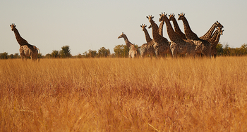 Camp Savuti: Giraffen