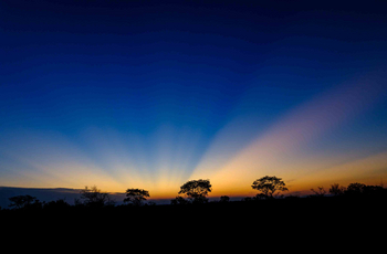 Cheetah Plains: Letztes Licht