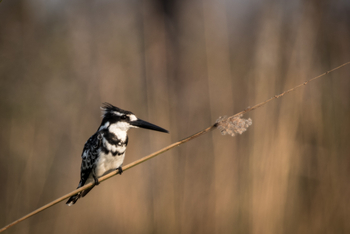 Chief's Island: Graufischer