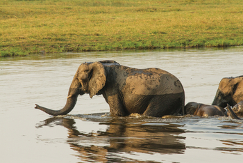 Chobe Game Lodge: Flussquerung