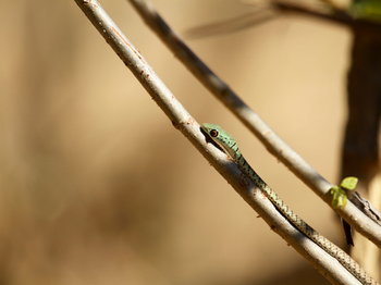 Tusk and Mane Safaris Tusk and Mane Safaris: Spotted Bush Snake