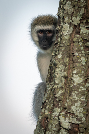 Cottar's 1920s Safari Camp: Grüne Meerkatze