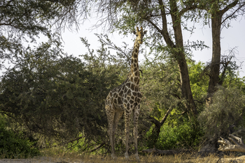 Damaraland Camp: Giraffe