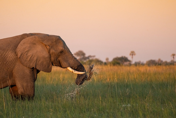 Daunara Safari Camp: Elefant im Sumpf