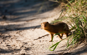 Deception Valley Lodge Deception Valley Lodge: Manguste