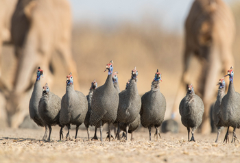 Dinaka Lodge: Helmperlhühner