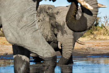 Elephant Pan Camp: Badender Elefant