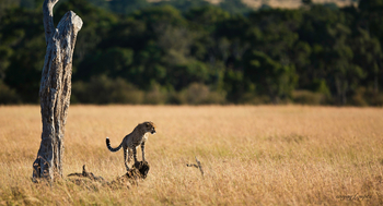 Elewana Elephant Pepper Camp Elewana Elephant Pepper Camp: Gepard