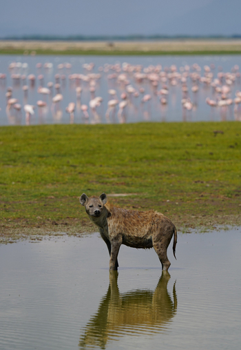Elewana Tortilis Camp: Hyäne vor Flamingos