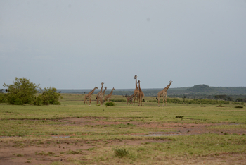 Entim Masai Mara: Giraffenherde