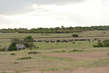 Entim Masai Mara: Zebras und Gnus