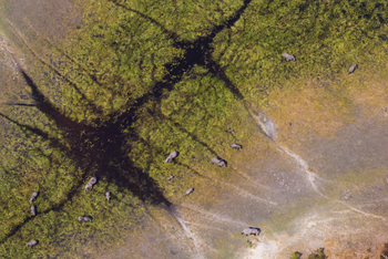 Gunn's Camp: Elefanten im Flutgebiet