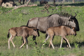 Imvelo Safaris Imvelo Safaris: Gnu mit Jungtieren