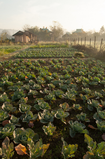 Jim's Jungle Retreat: Hauseigener Gemüsegarten