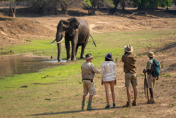 John's Camp John's Camp: Walking Safari