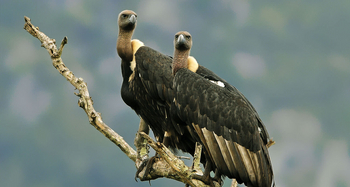 Kaav Safari Lodge: Indiengeier