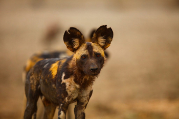 Kavinga Safari Camp: Wildhund
