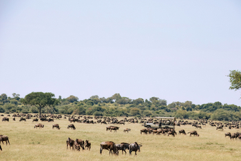 Kirawira Serena Camp: Gnuherde