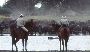 Kujwana Camp: Büffel am Ufer
